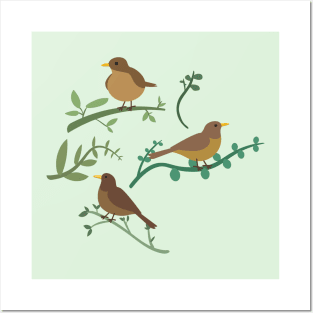 Clay-colored thrush or yigüirro Posters and Art